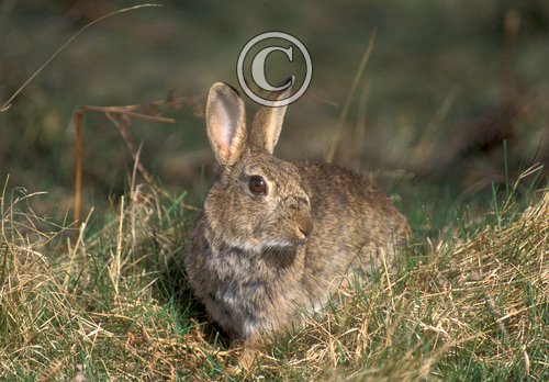 Rabbit 3 DM0254